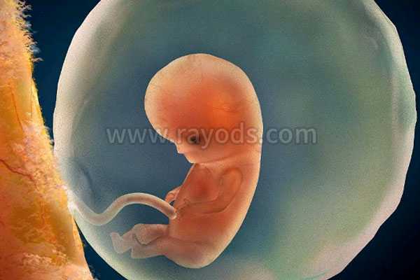 胚胎停育有什么症状表现，如何预防胚胎停育